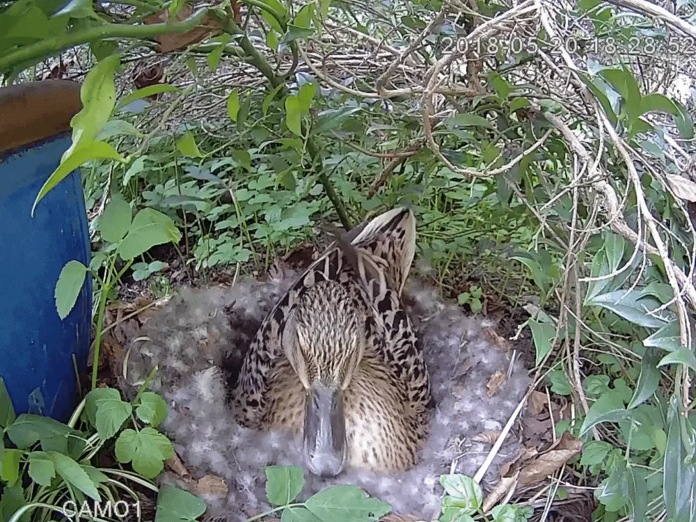 WiFi Outdoor Wildlife HD Camera